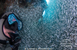  Silversides are reflected divers mask he watches huge swirl tiny fish. fish  